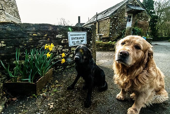 Trenderway Farm Bed & Breakfast Looe Exterior foto